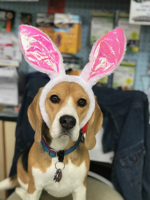 Palmer bunny ears